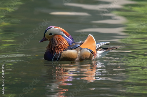 Mandarin duck (Aix galericulata) male.