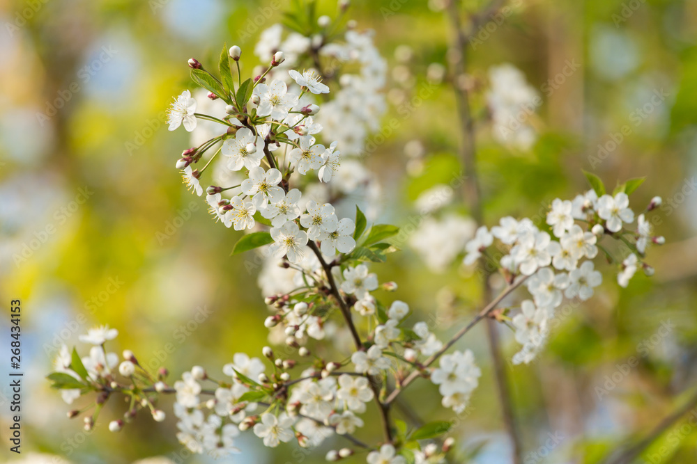 Flowers cherry tree branch in the garden, spring bloom, blossom in sunlight Flowers cherry tree branch in the garden, spring bloom, blossom in sunlight