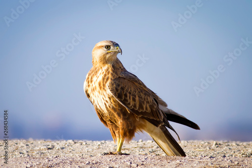 Fotografie Bird of prey