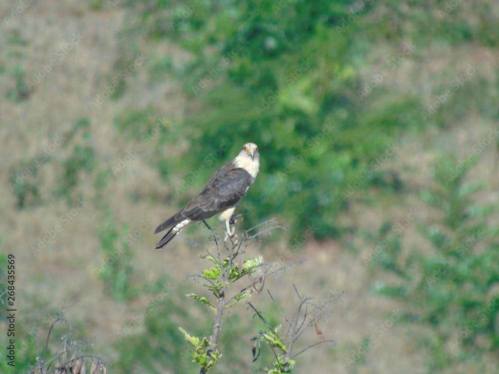Fototapeta premium aguia