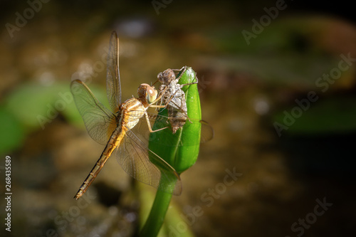 dragonfly © Pituk