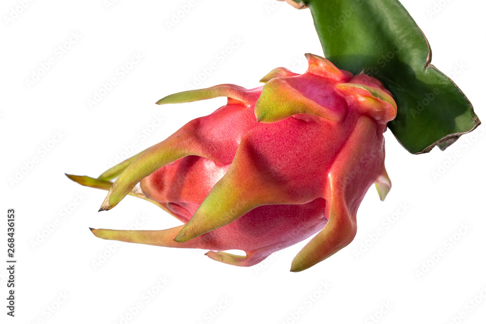 Dragon fruit Dragon fruit