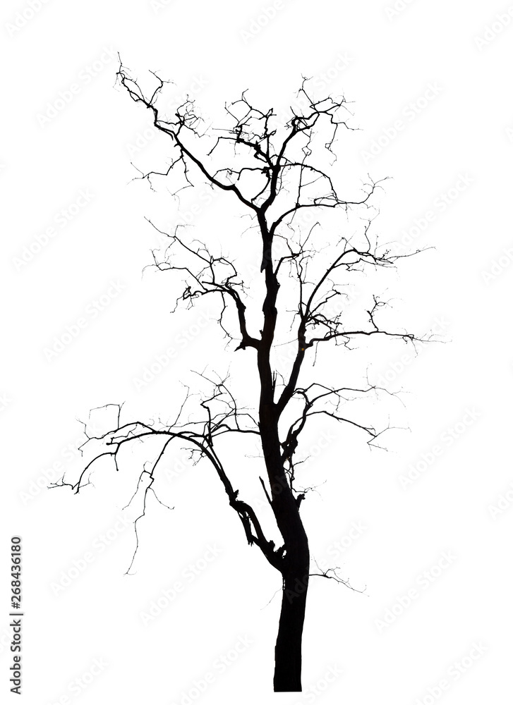 dead tree dead tree