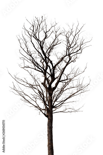 dead tree © Pituk
