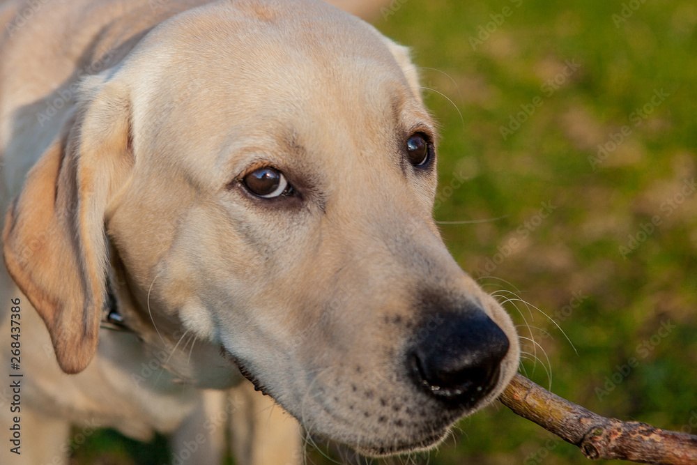 Happy Labrador Retriever Dog Sitting on the grass. Portrait Happy Labrador Retriever Dog Sitting on the grass. Portrait