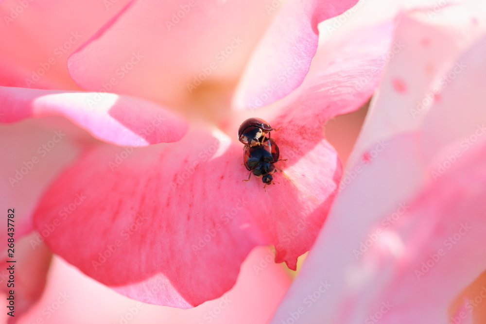 薔薇の花びらとてんとう虫の交尾です