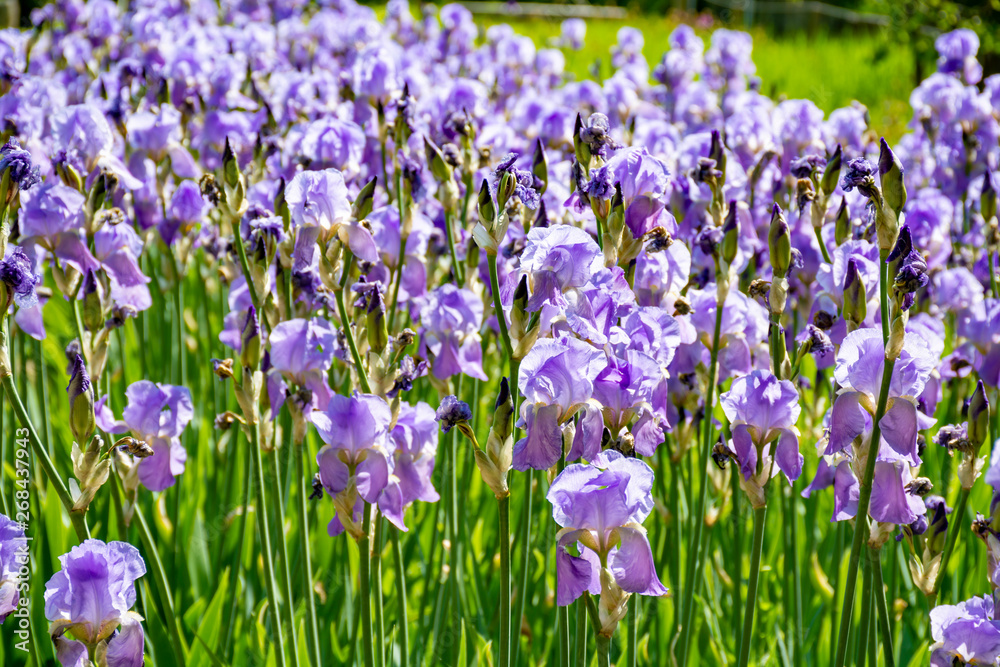 Lilac iris flowers, spring blossom of colorful irises in Provence, South of France Lilac iris flowers, spring blossom of colorful irises in Provence, South of France