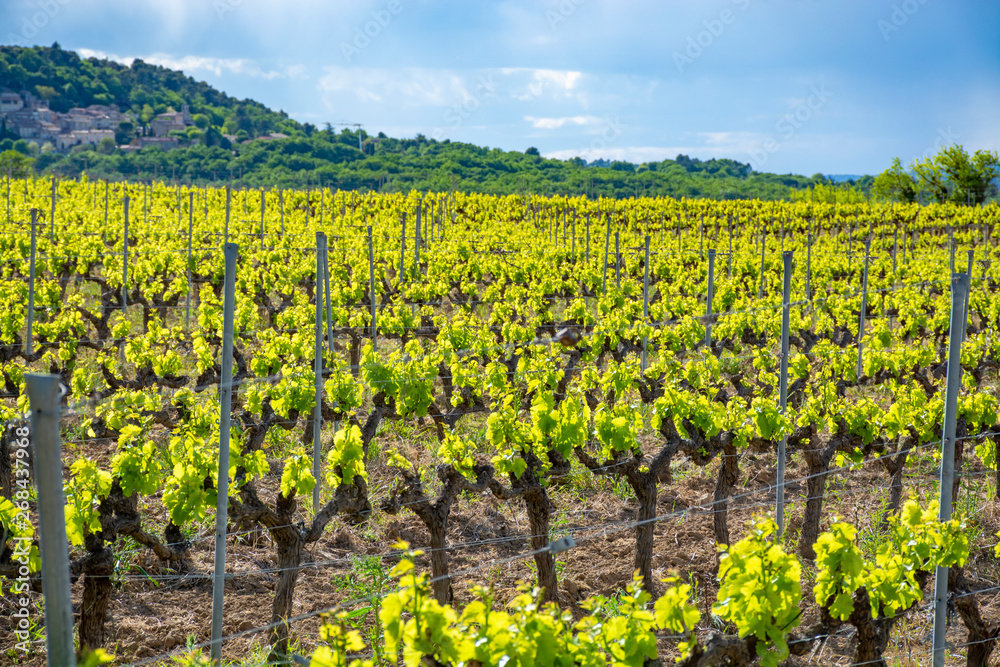 Production of rose, red and white wine near small town Lacoste in Provence, South of France, vineyard in early summer