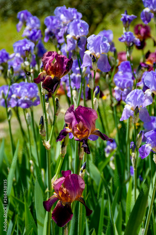Lilac iris flowers, spring blossom of colorful irises in Provence, South of France Lilac iris flowers, spring blossom of colorful irises in Provence, South of France