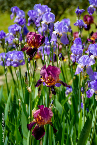 Lilac iris flowers  spring blossom of colorful irises in Provence  South of France