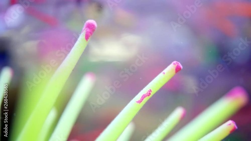 tropical several glass fishes in the aquarium, also known as Chanda baculis photo