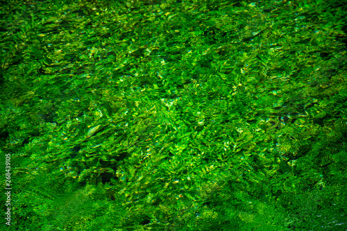 River stream with emerald green water and green water plants