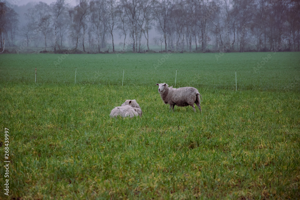 Obraz premium sheep and lambs