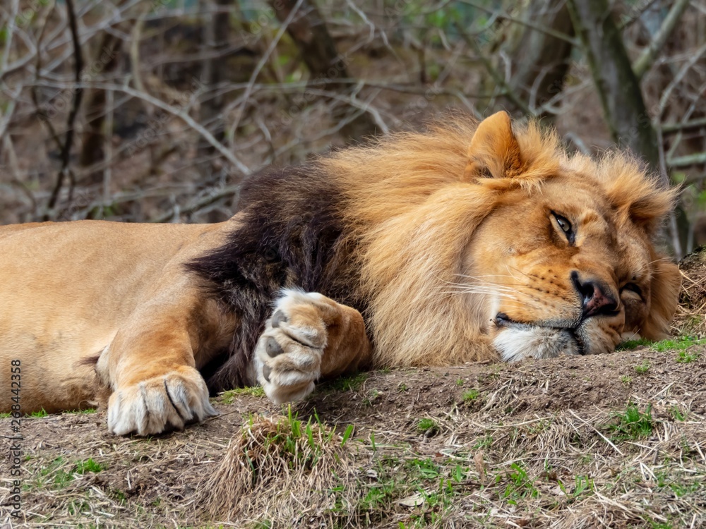 Lion Sprawled out Taking a Nap Lion Sprawled out Taking a Nap
