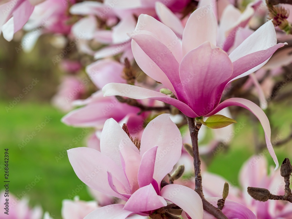 Fototapeta premium Pink Magnolia Blooms in the Spring