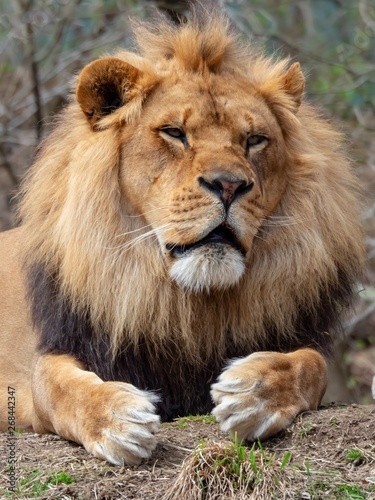 Fototapeta Naklejka Na Ścianę i Meble -  Lion Sitting on the Ground Posing