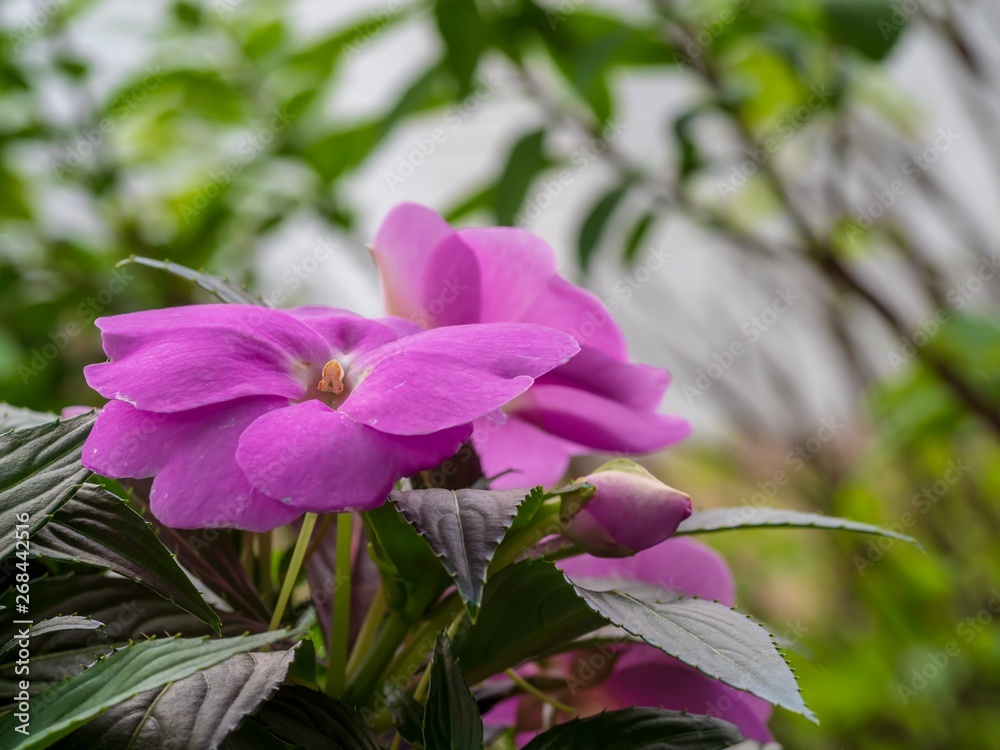 Purple Flowers in the Spring Purple Flowers in the Spring