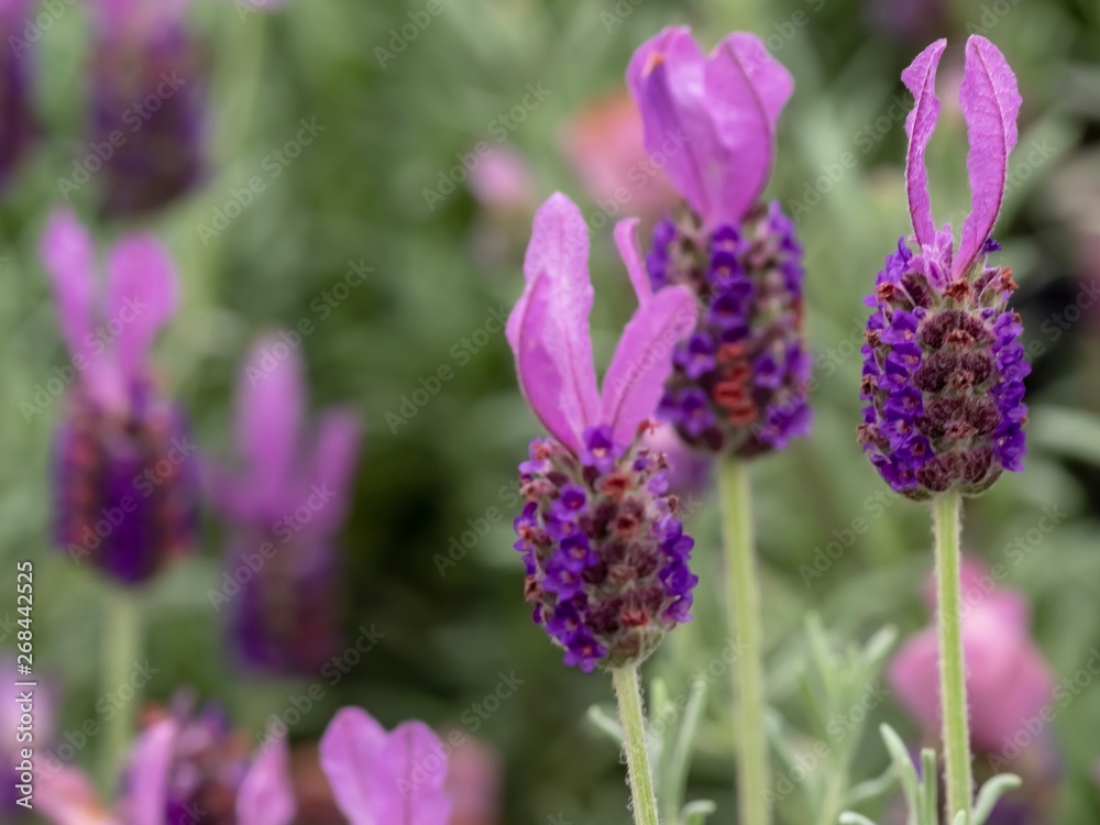 Obraz premium A Lavender Bush Up Close