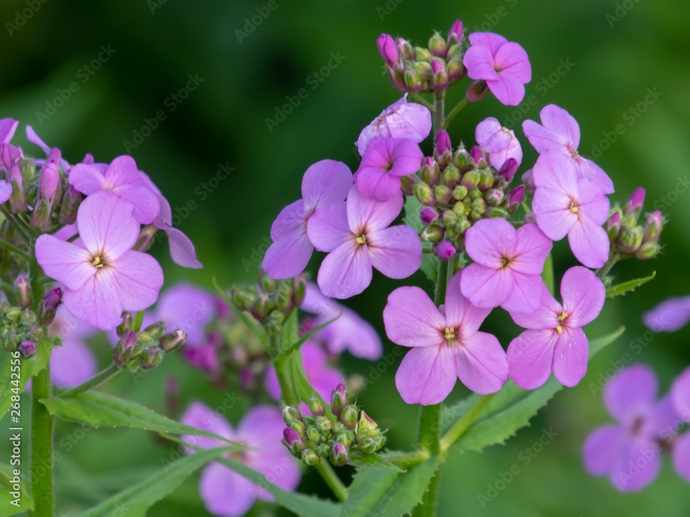 Purple Wildflowers in the Spring