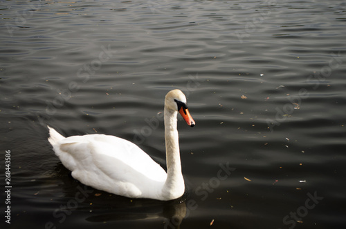 Swan, Water