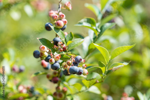 Fototapeta Naklejka Na Ścianę i Meble -  Beginning ripe blueberry fruit, on the branch