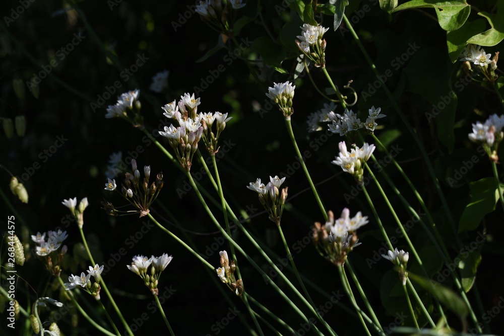 Fragrant false garlic flowers (Nothoscordum gracile) Fragrant false garlic flowers (Nothoscordum gracile)