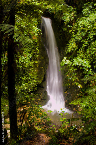 Waterfall in deep forest  north island  New Zealand