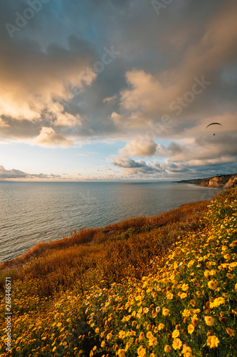 Yellow flowers and view of the Pacific Ocean at sunset  in La Jolla Shores  San Diego  California