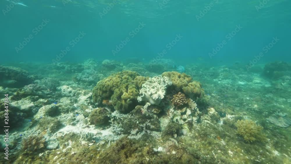 Underwater ocean life with beautiful coral reefs and fish, tropical colorful seaweeds. Underwater ocean life with beautiful coral reefs and fish, tropical colorful seaweeds.