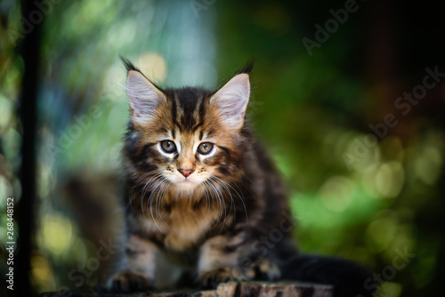 Brown tabby Maincoon cat chilling and sitting in  green garden. Yellow eyes cat outdoor in daytime lighting sitting on wooden log. Healthy black kitten in forest.  autumn season garden
