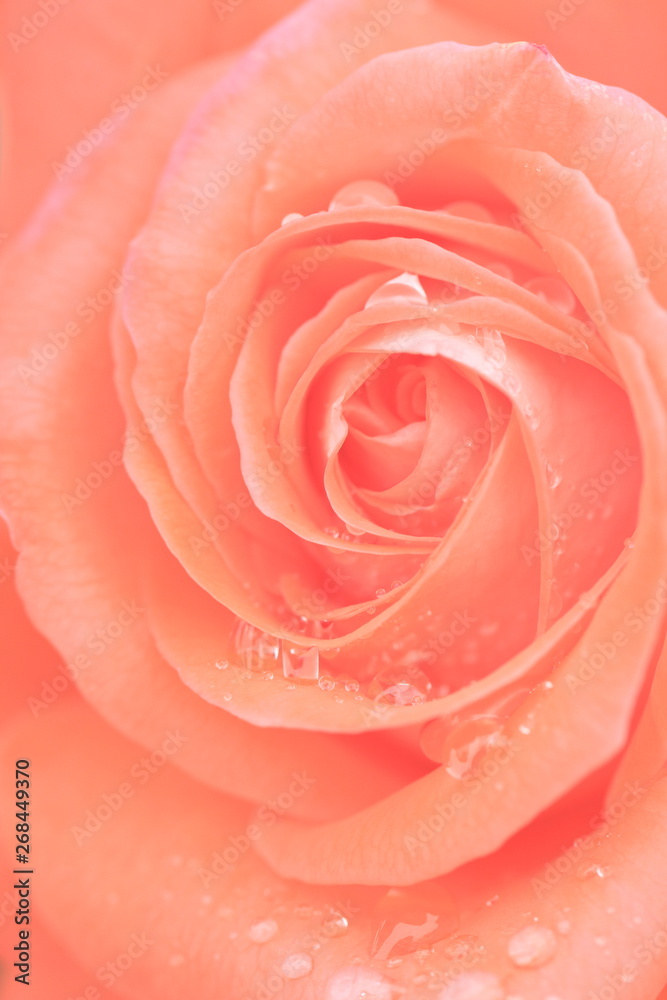 雨粒が付いたオレンジ色のバラ