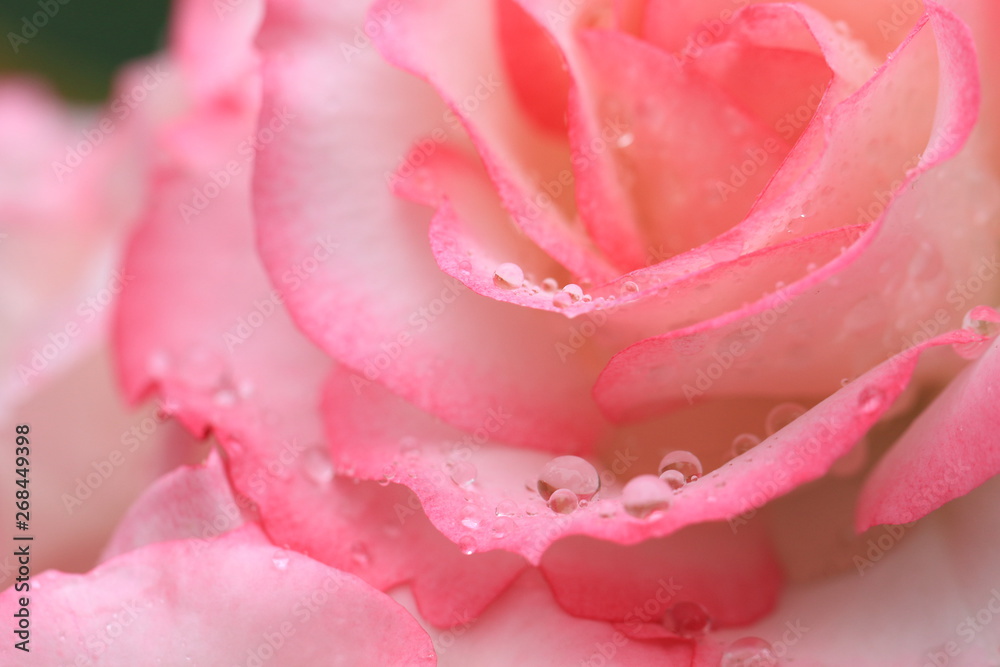 水滴が付いた薔薇の花のクローズアップ 水滴が付いた薔薇の花のクローズアップ