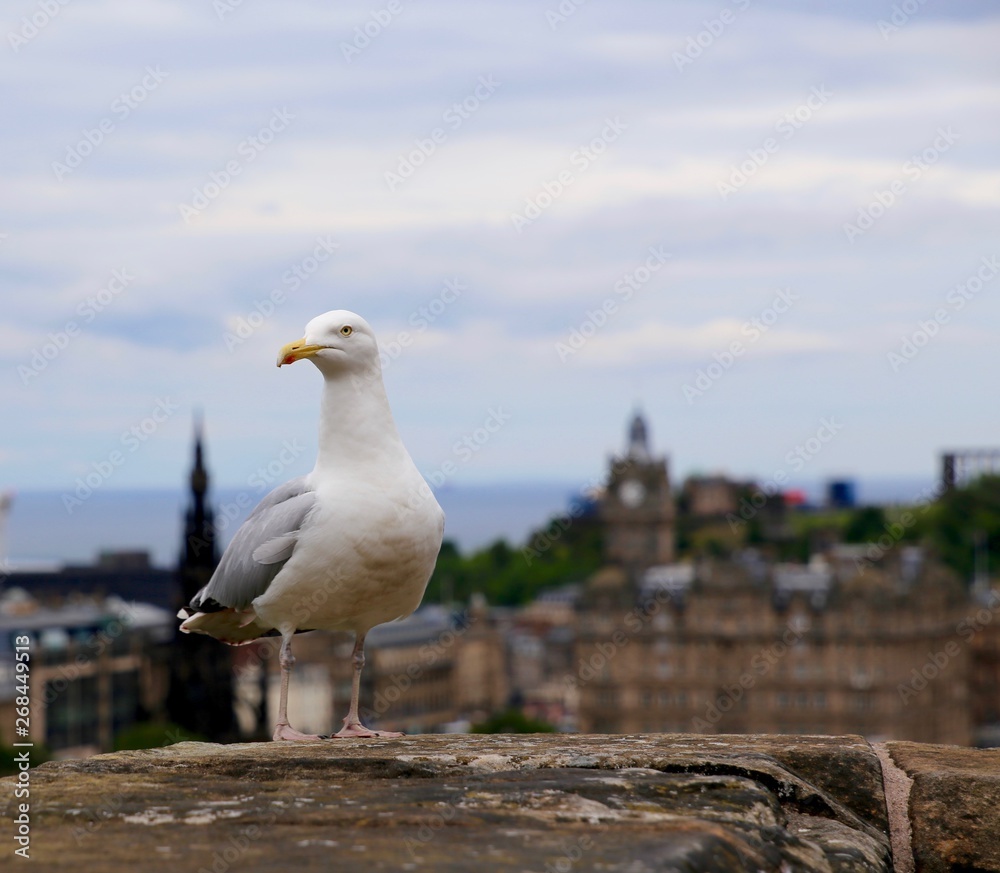 Seagull perched on stone wall above Edinburgh Scotland Seagull perched on stone wall above Edinburgh Scotland