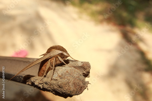Theretra silhetensisor or brown-banded hunter hawk moth