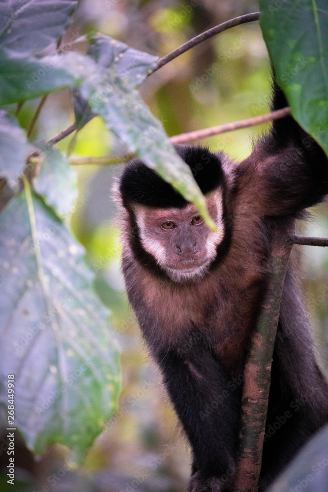 Obraz premium Macaco-Prego