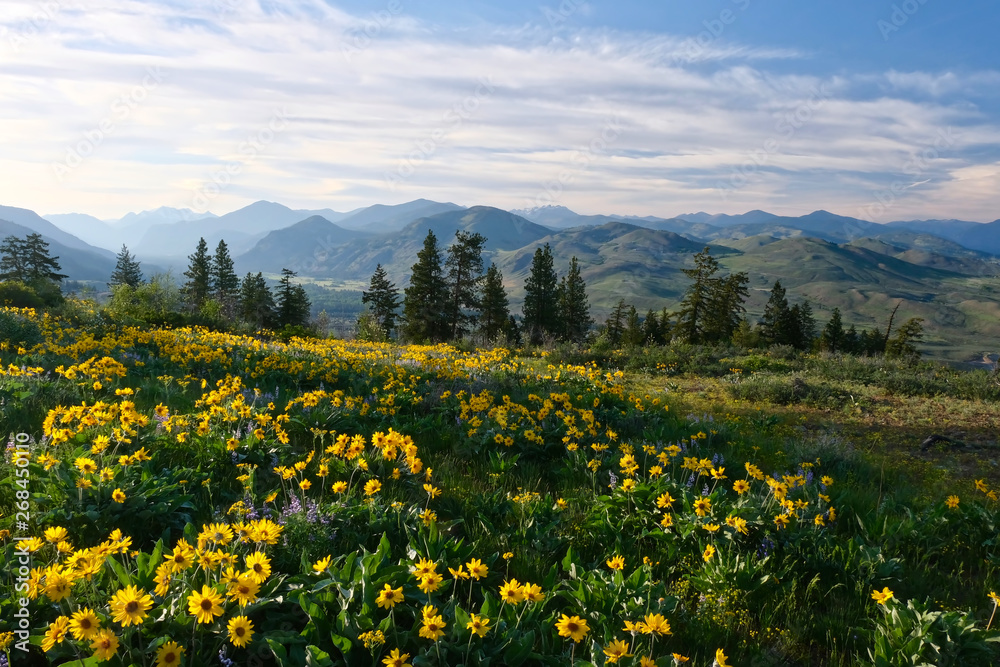 Arnica in meadows in full bloom. Rolling hills  near Winthrop. North Cascades Mountains. Washington. United States of America