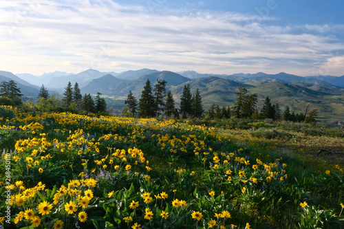 Arnica in meadows in full bloom. Rolling hills near Winthrop. North Cascades Mountains. Washington. United States of America