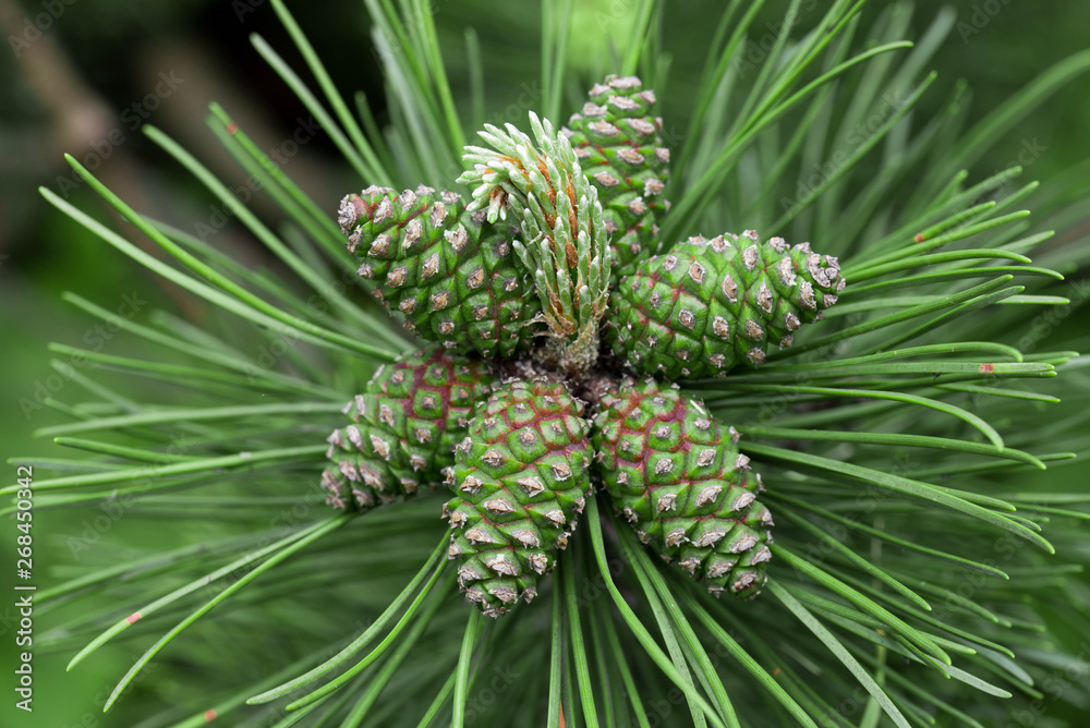 spring green pine cones on twig
