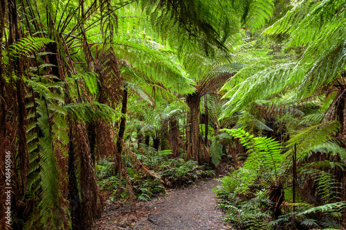 Tree ferns on trail to Beauchamp Falls  Great Otway National Park  Australia