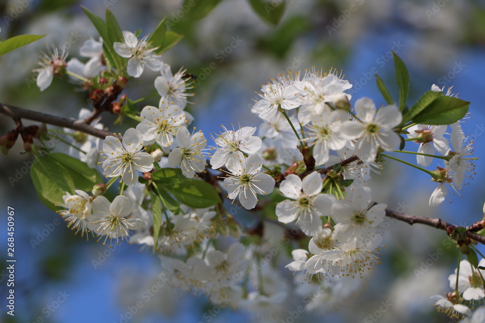 Obraz premium cherry flowers