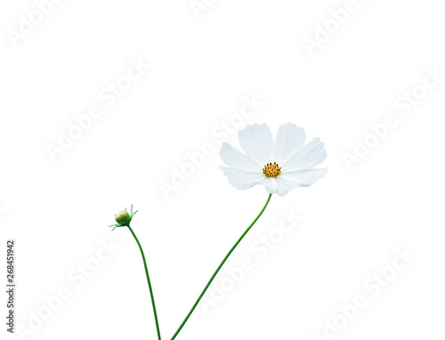 Mexican aster flowers or white cosmos bipinnatus petal with yellow pollen pattern and green stem isolated on background with clipping path , nature blooming and bud