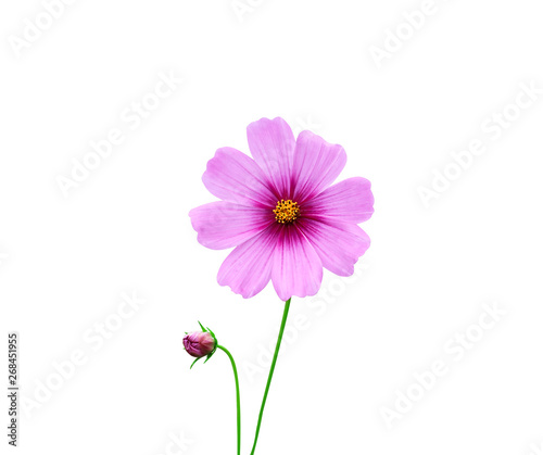 Colorful flowers mexican aster or pink cosmos petal with yellow pollen pattern and green stem isolated on white background with clipping path , nature blooming and bud