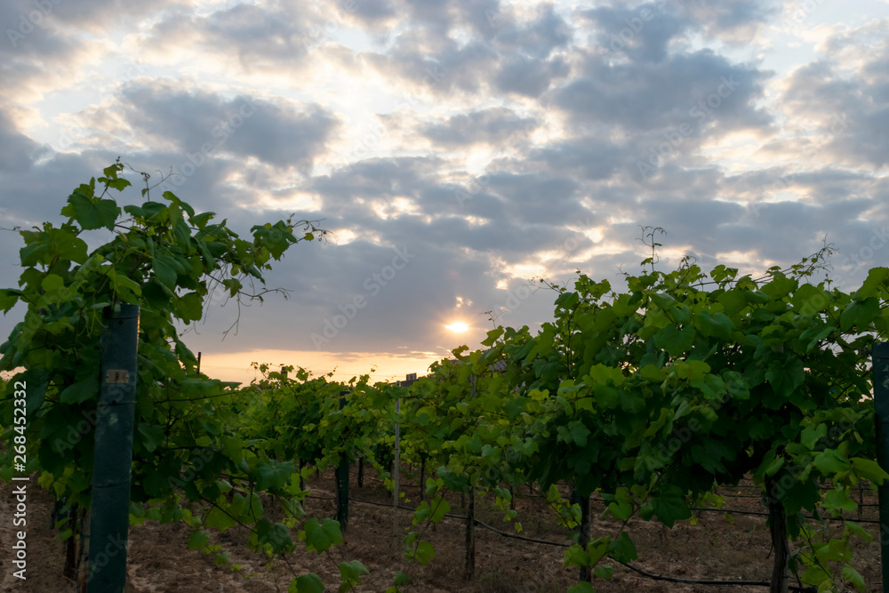 Grapevine Vines Growing in a Vineyard with Cloudy Sunset Grapevine Vines Growing in a Vineyard with Cloudy Sunset