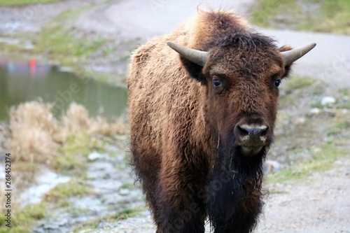 Bison in Quebec