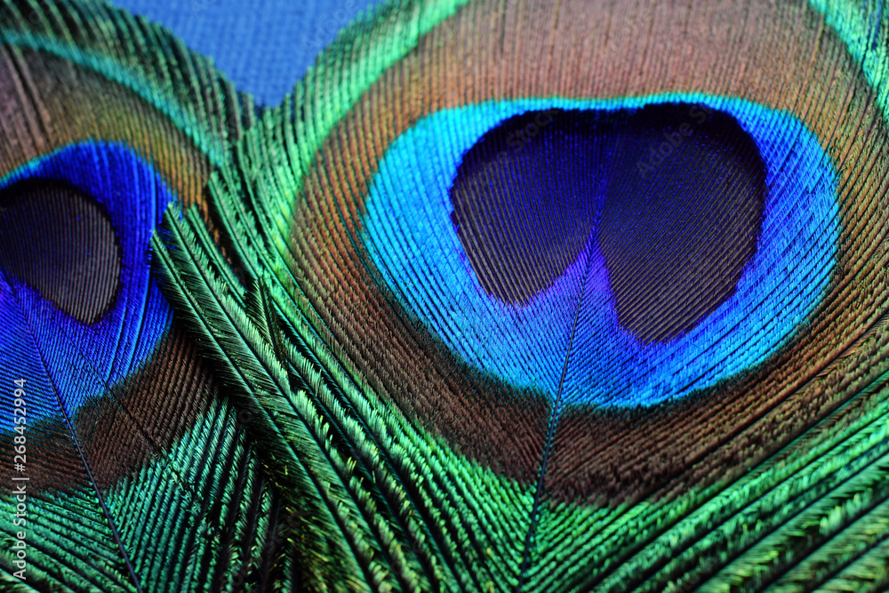 Obraz premium two tail peacock feather on blue background, macro