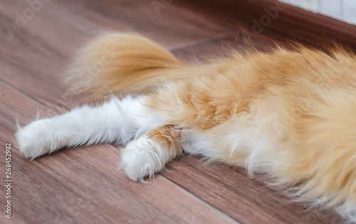 Fototapeta hind legs of a fluffy red cat