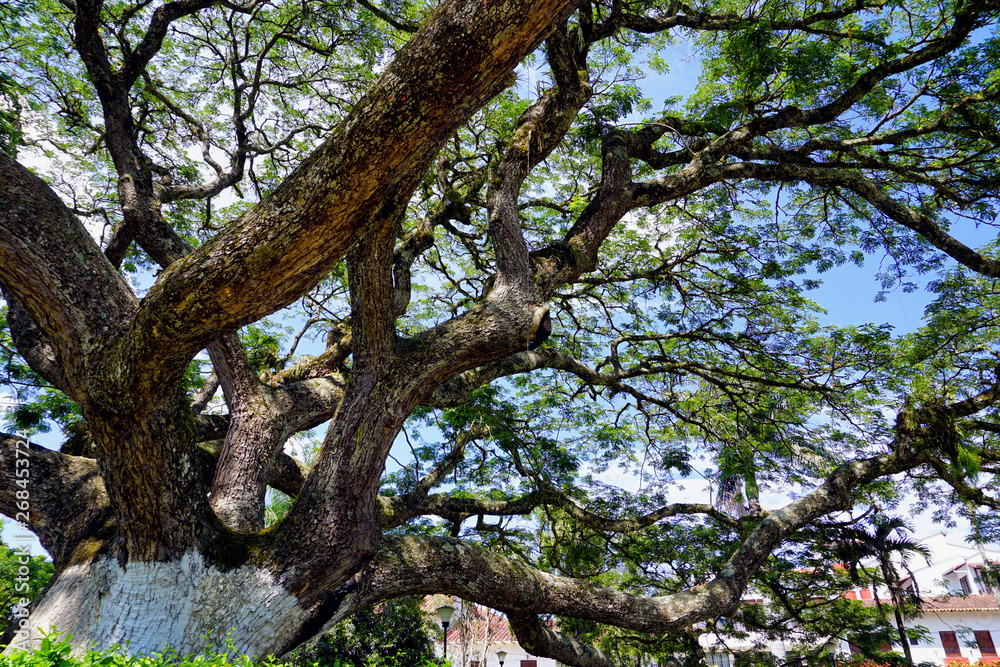 Saman Tree in Charala, Santander, Colombia. Saman Tree in Charala, Santander, Colombia.