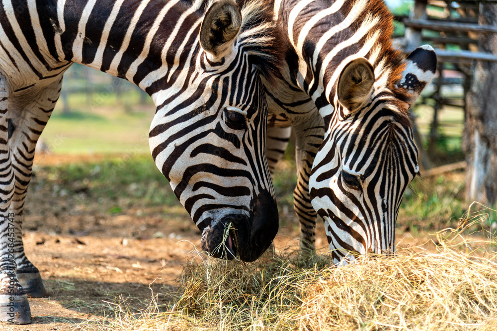 closeup zebra eating grass with soft-focus and over light in the background closeup zebra eating grass with soft-focus and over light in the background