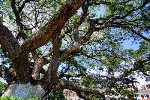 Saman Tree in Charala, Santander, Colombia.