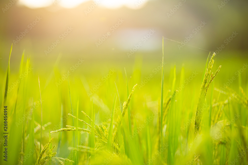 Blurred background, green rice fields